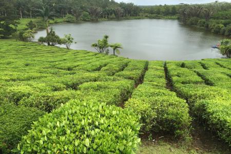další výlet začal na čajových plantážích