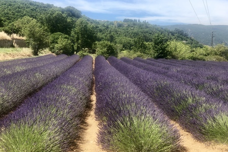 Provence, 21.6. - 30.6. 2019