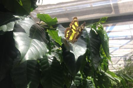 motýlí dům