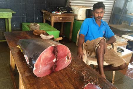 rybí trh v Trincomalee
