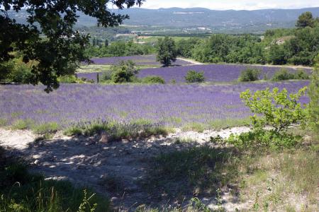 Typická červencová Provence