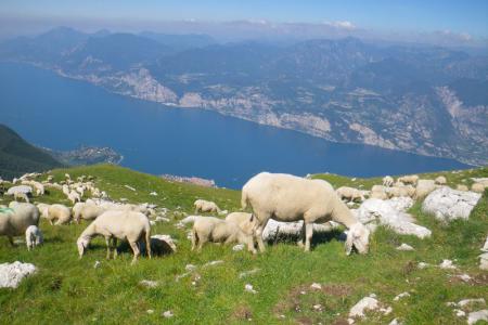 ovce - Malcesine a Lago di Garda z horní stanice lanovky