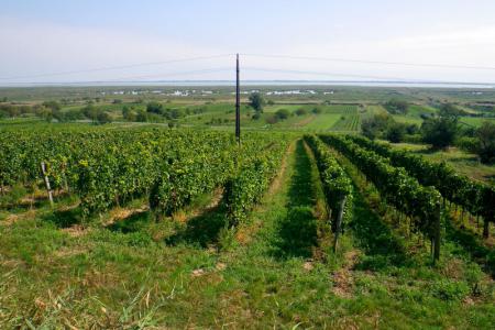 mezi vinicemi s výhledy na jezero